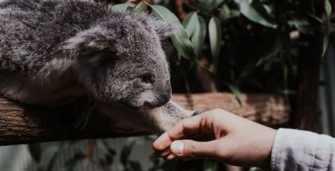 koala koala love animals